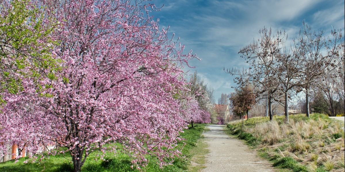fioritura ciliegi italia 