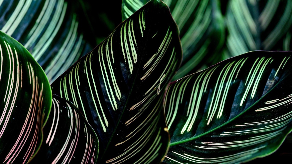 come coltivare la calathea