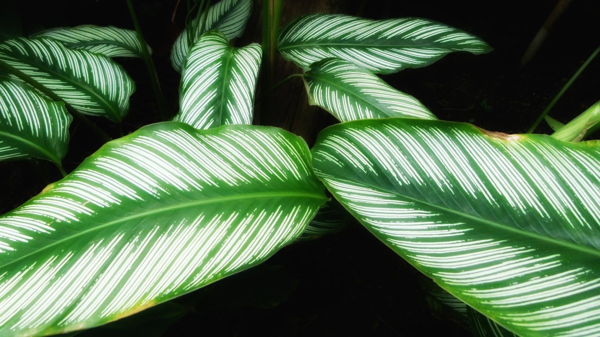 come coltivare la calathea