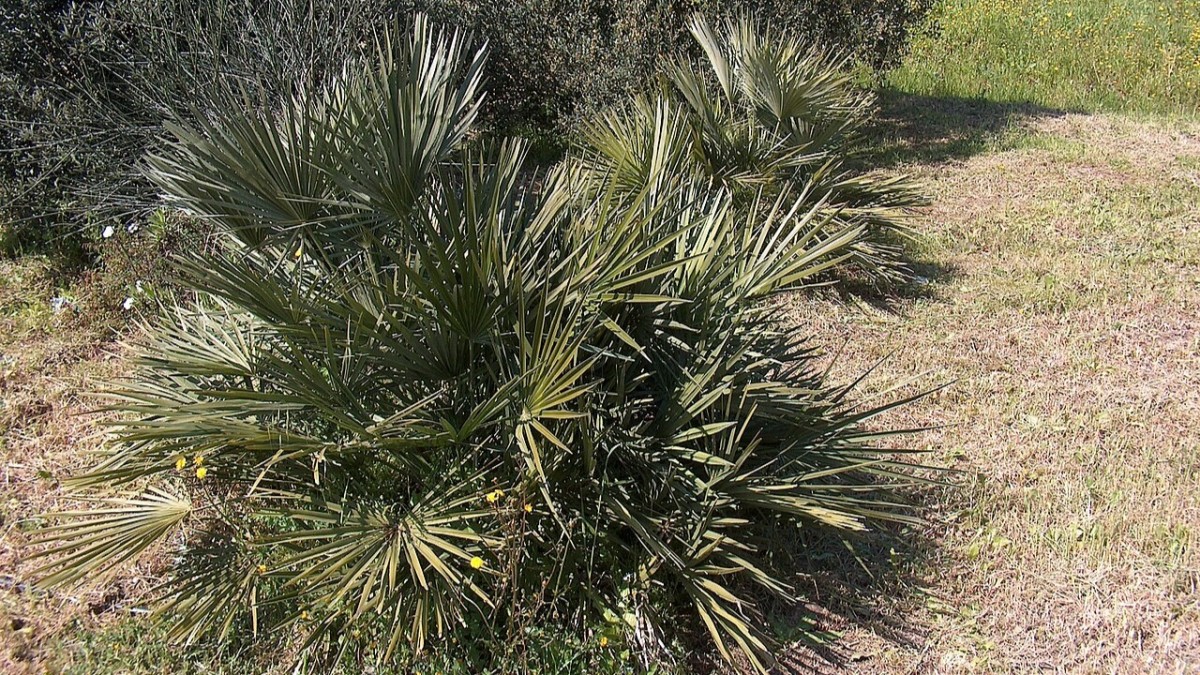 palme da giardino nane