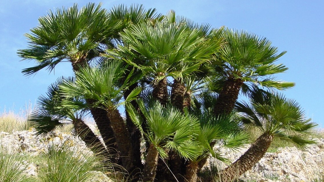 palme da giardino nane