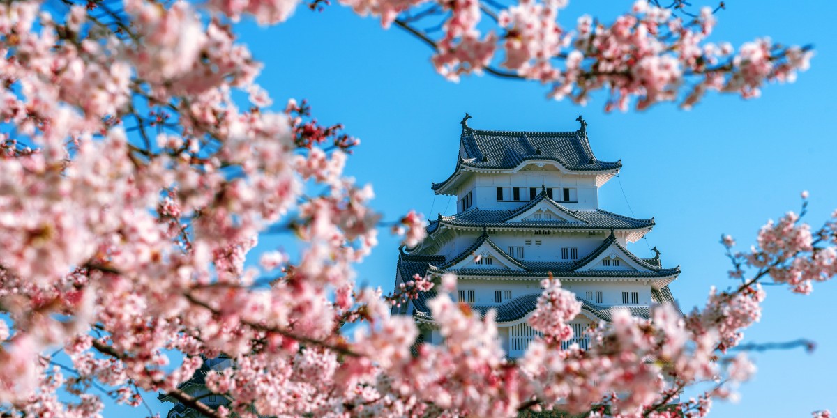 fioritura ciliegi italia 