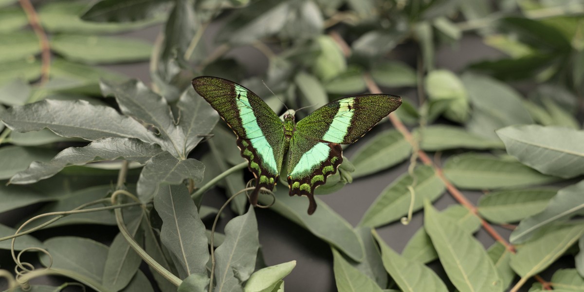 rodi valle delle farfalle