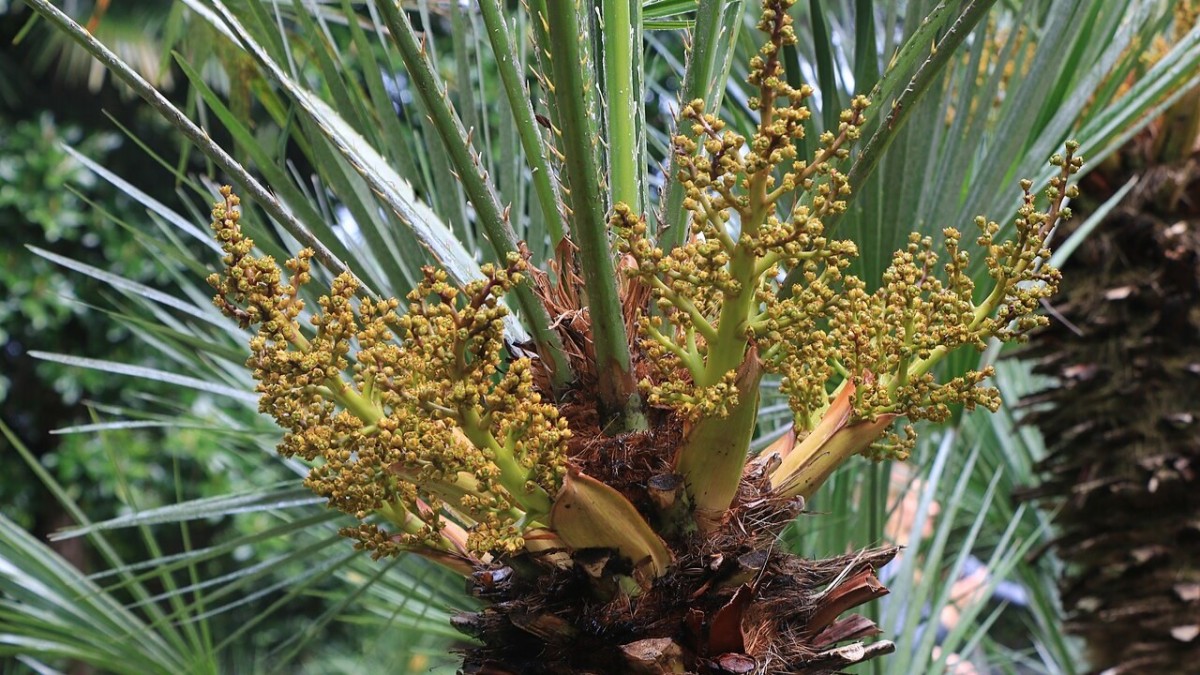 palme da giardino nane