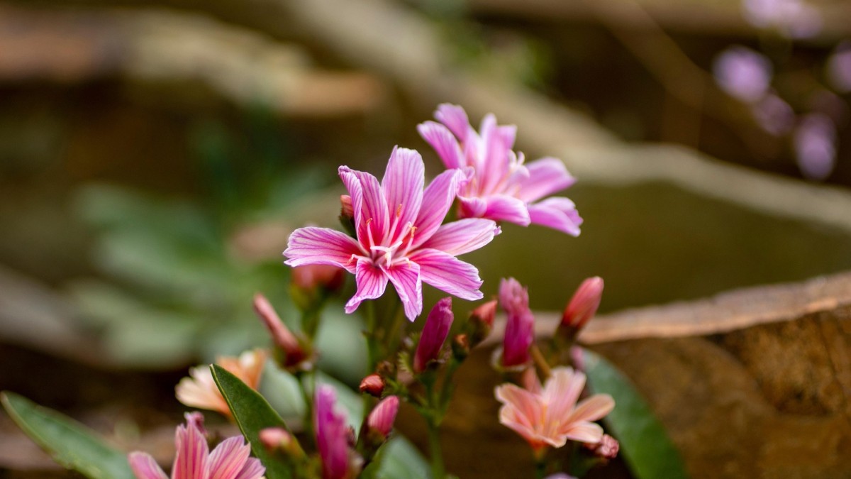lewisia