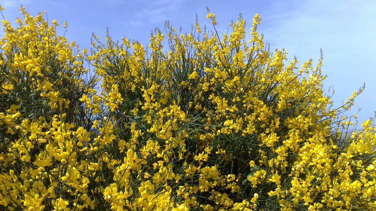 ginestra