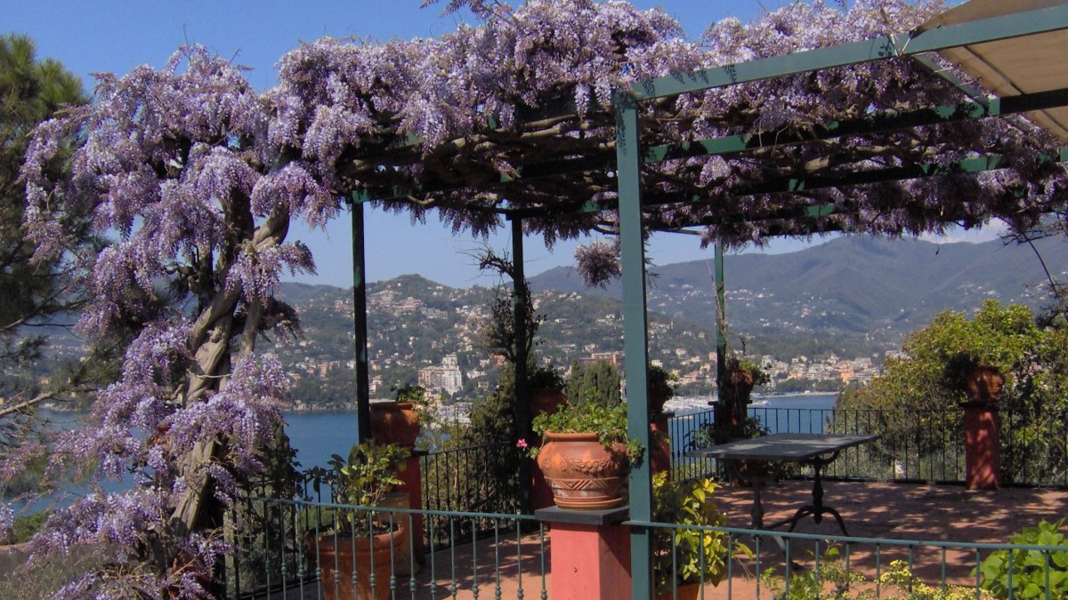 piante rampicanti