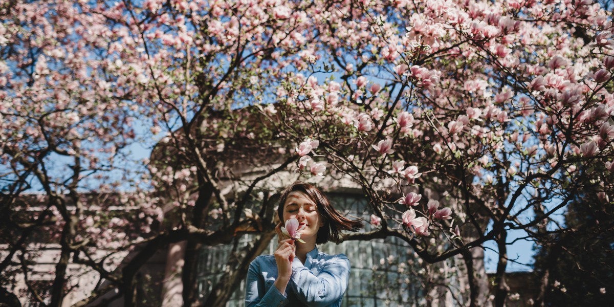 fioritura ciliegi italia 