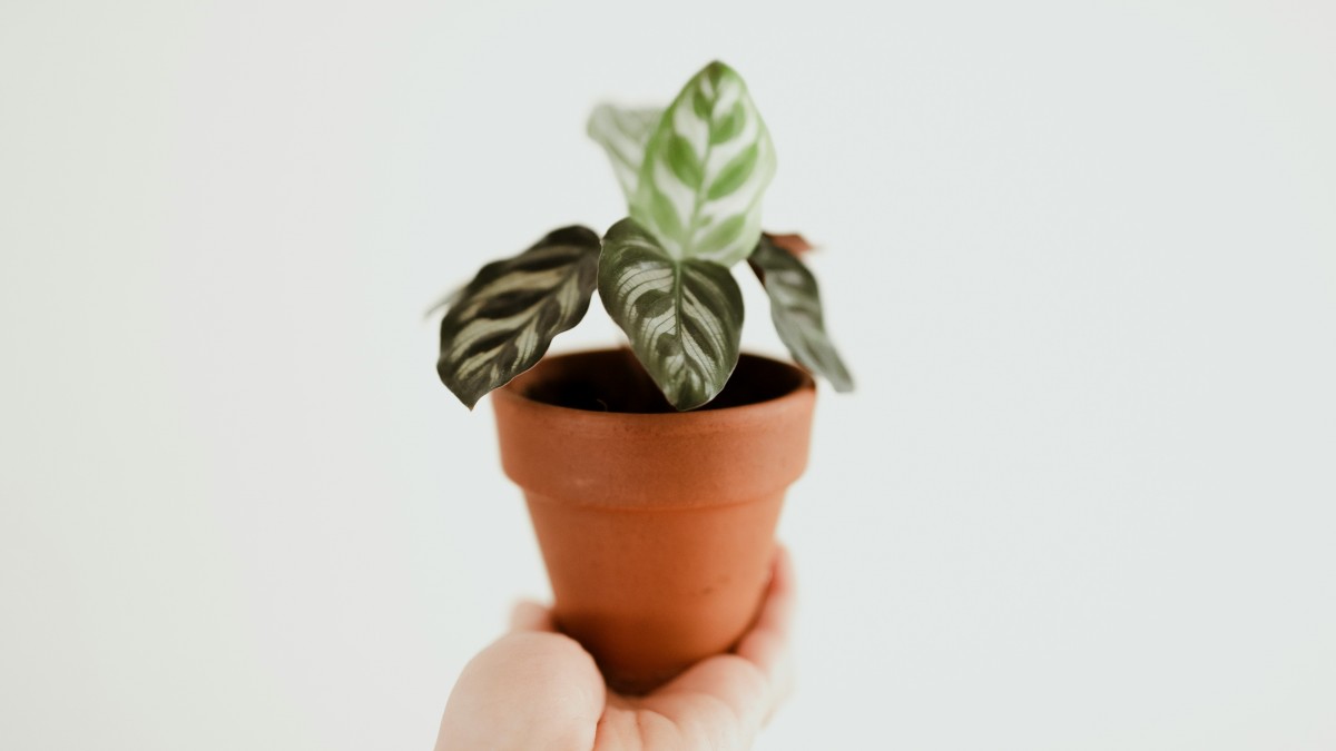 come coltivare la calathea