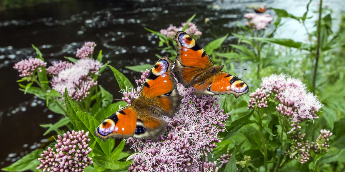 valle delle farfalle