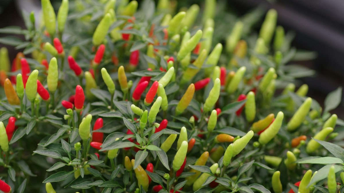 coltivare il peperoncino