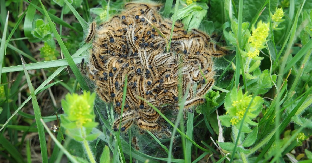 nido di processionaria