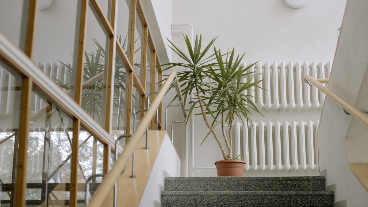 differenza tra yucca e tronchetto della felicità