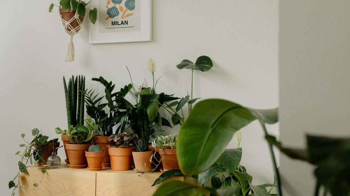 come coltivare la calathea