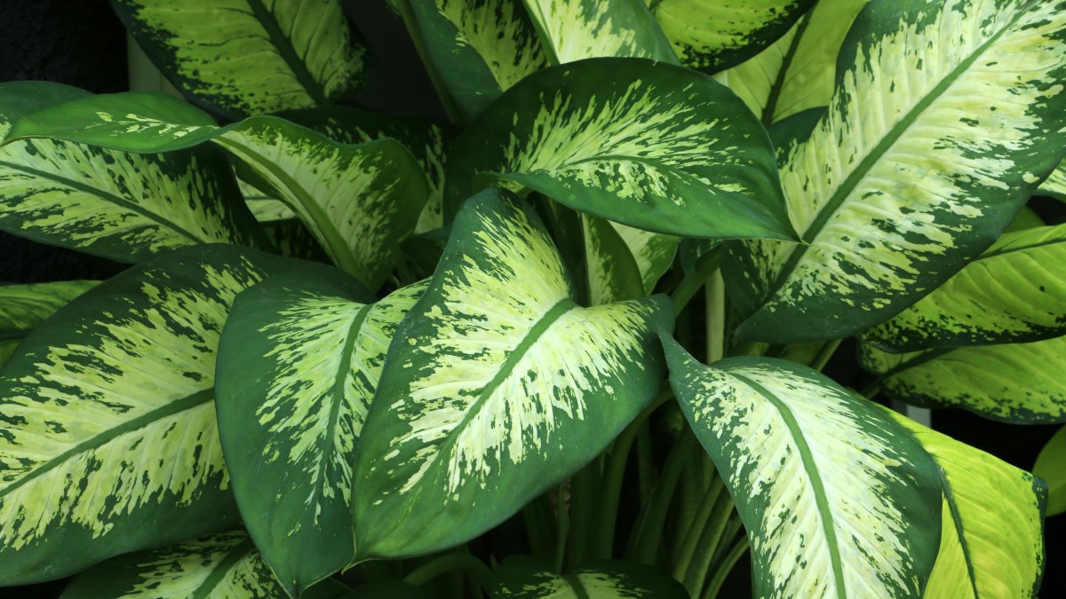dieffenbachia