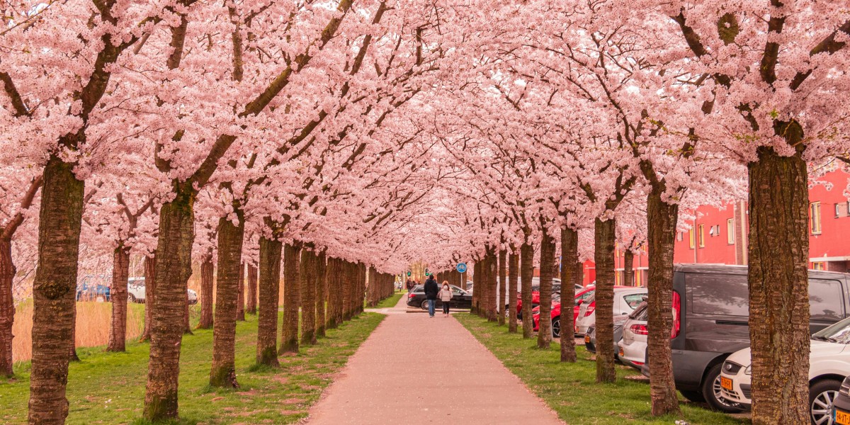 fioritura ciliegi italia 