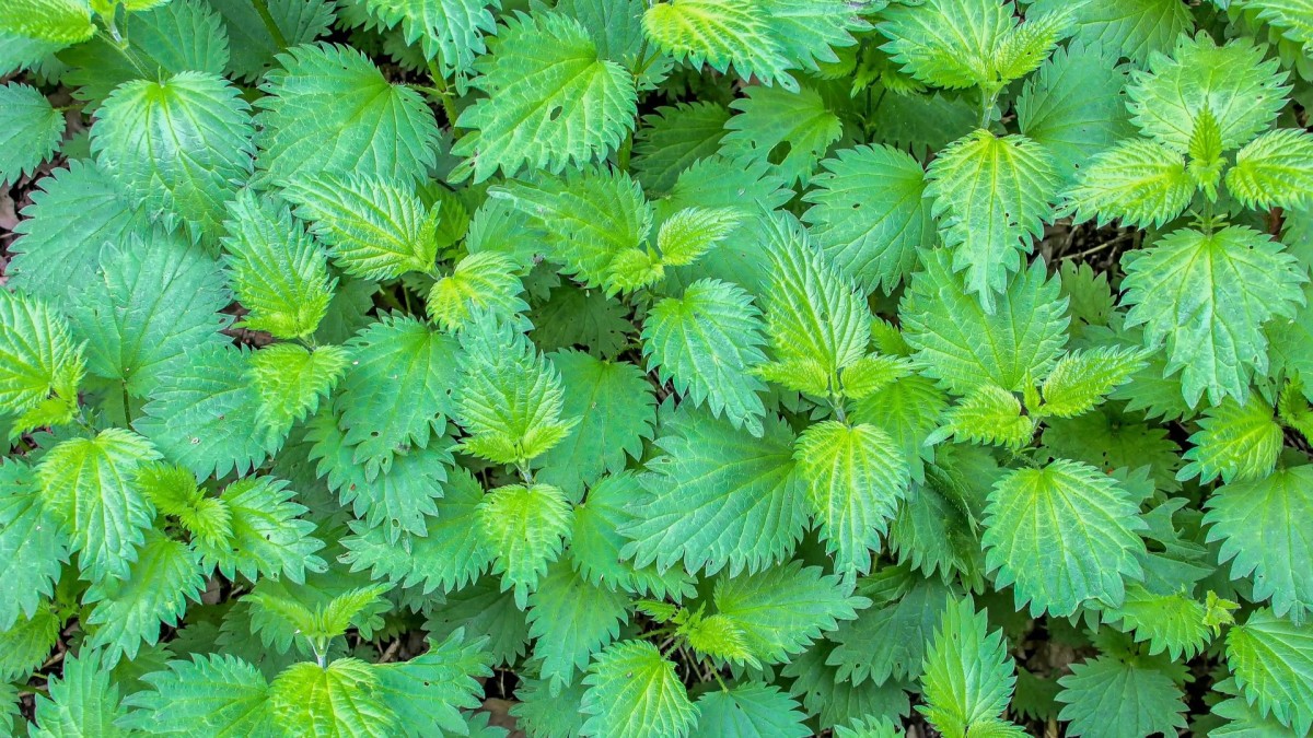 antiparassitario piante ortiche