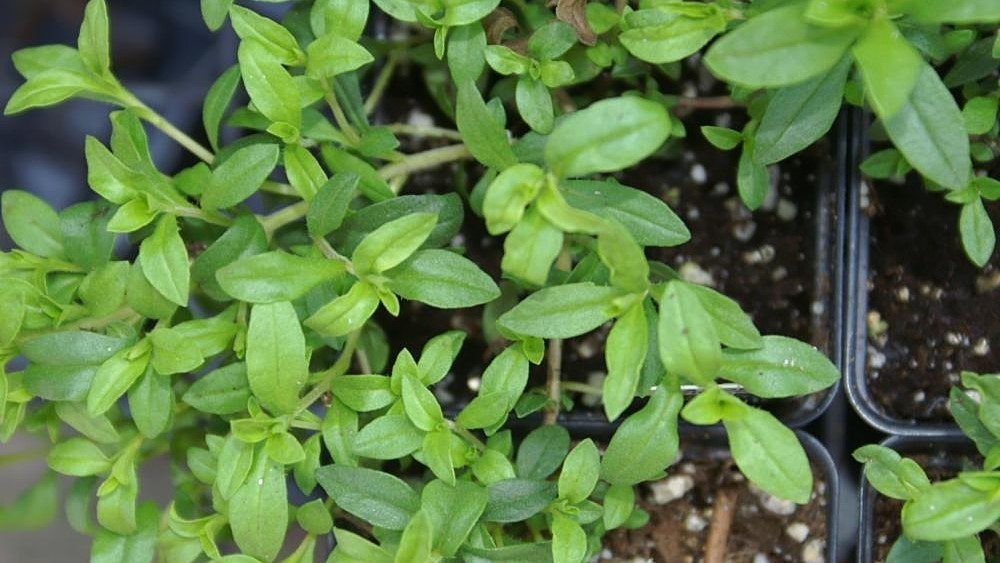 coltivare santoreggia