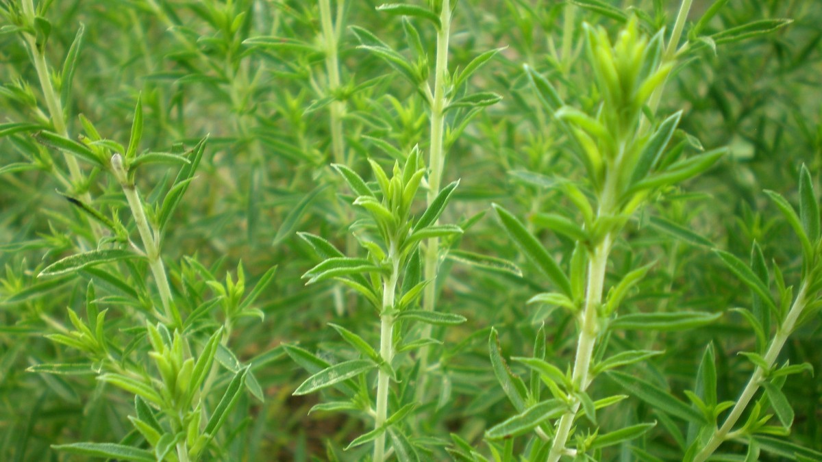 coltivare santoreggia