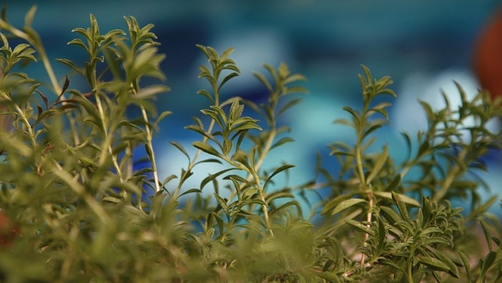 coltivare santoreggia