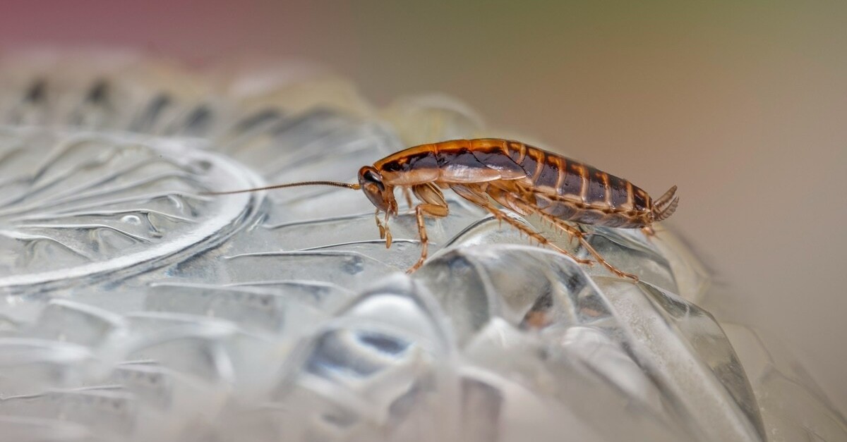 scarafaggio su piatto di vetro