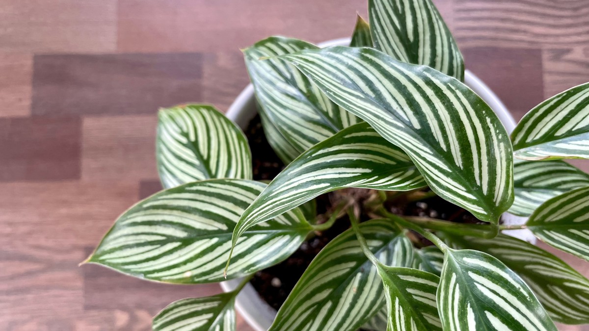 come coltivare la calathea