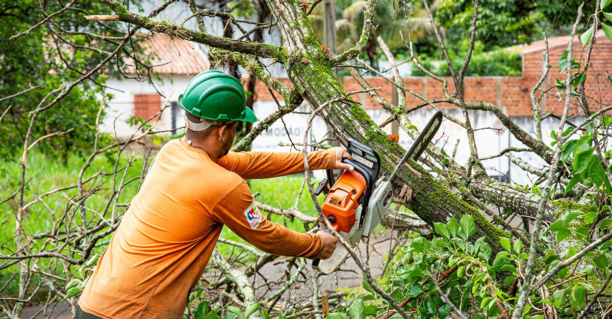 Taglio di un albero condominiale
