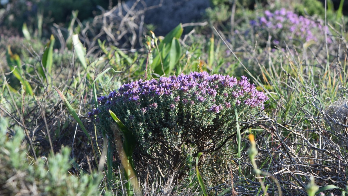 coltivare santoreggia