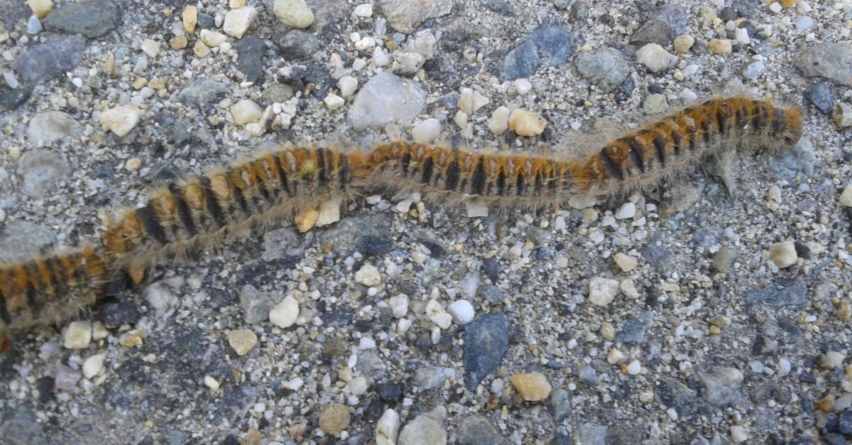 Una fila di processionarie