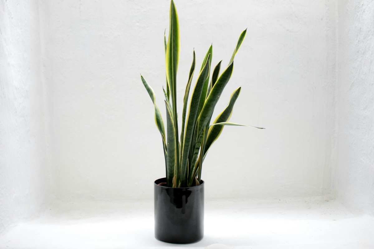Sansevieria