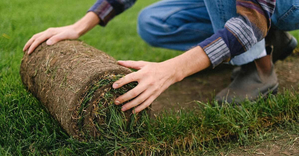 Il prato a rullo posizionato a strisce