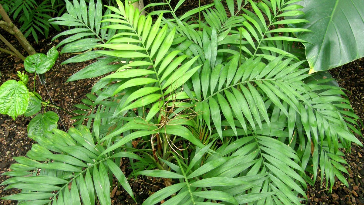 chamaedorea