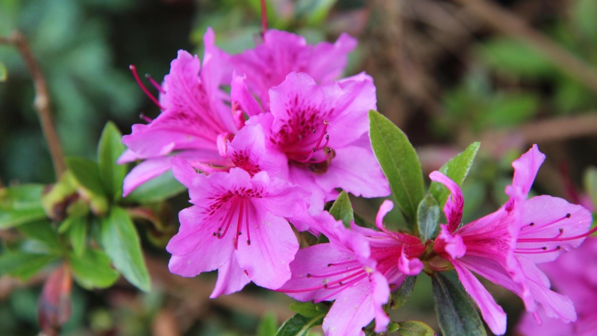 cosa piantare a giugno