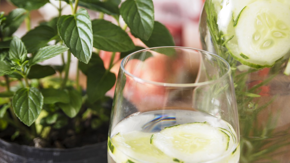 coltivare menta in vaso