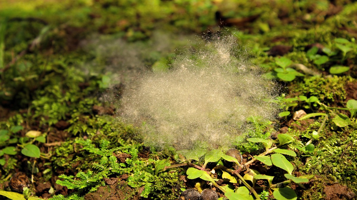fungo del prato rimedi naturali