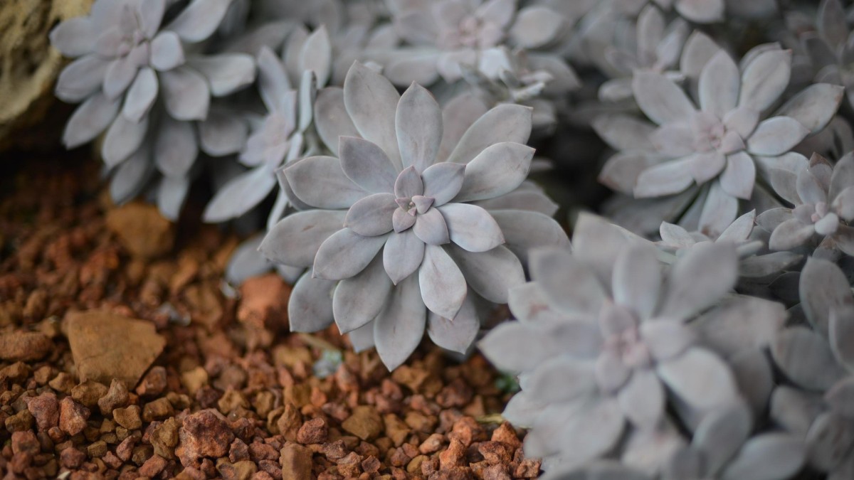 graptopetalum