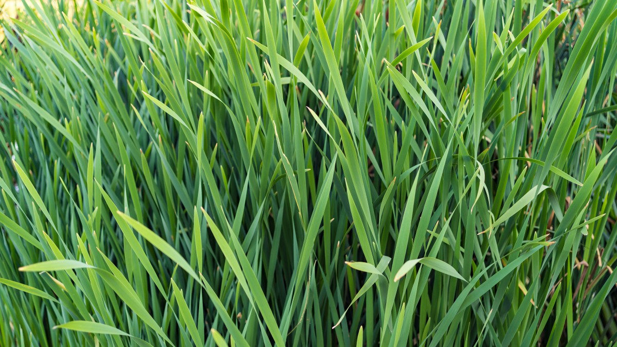 pianta della citronella