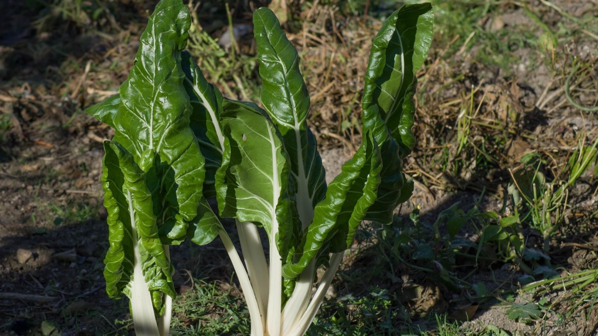 cosa coltivare nell'orto a giugno