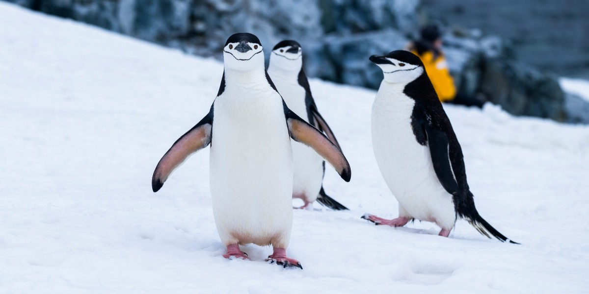 dove si trova l'antartide