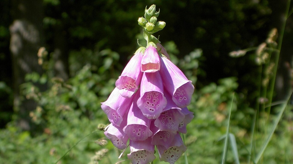 digitale pianta velenosa