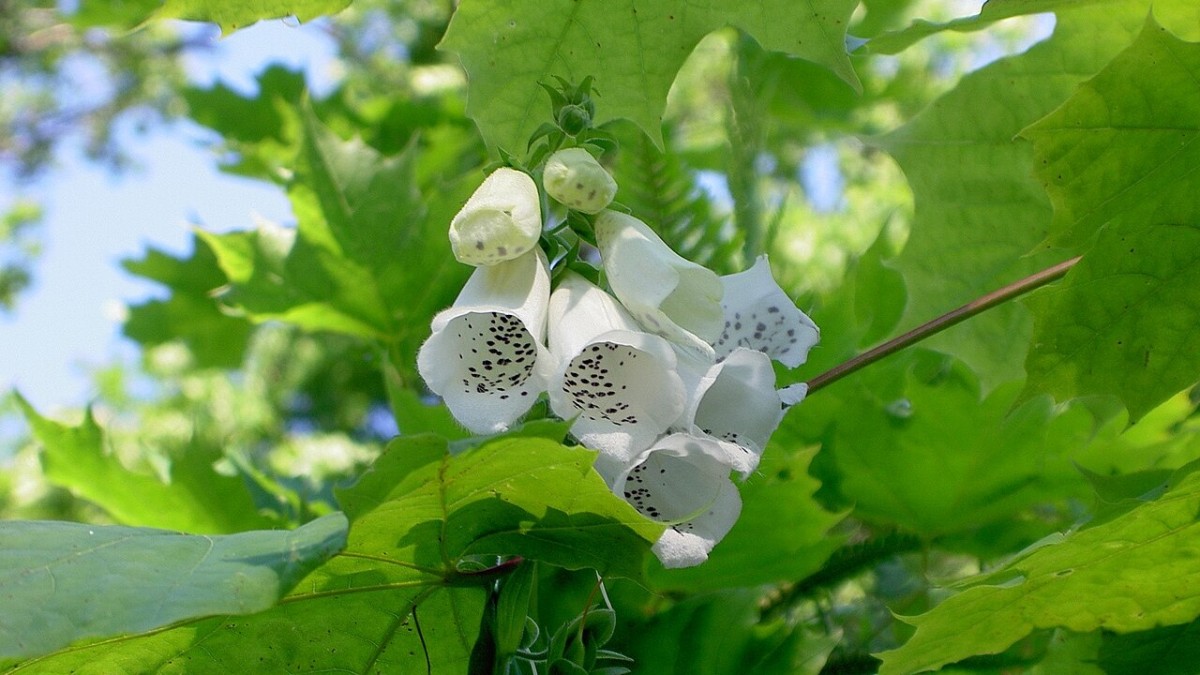 digitale pianta velenosa