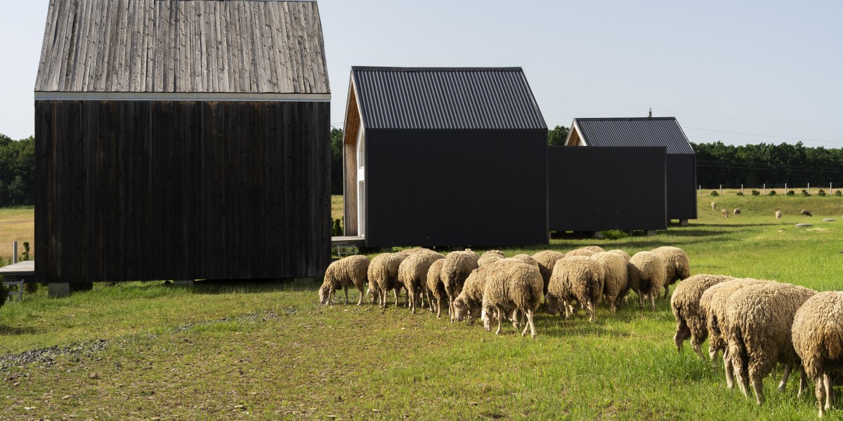 fabbricato pecore
