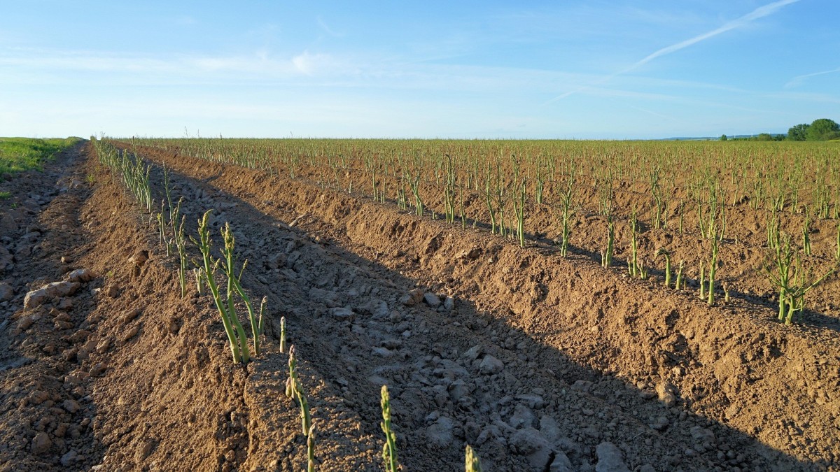 cosa coltivare nell'orto a giugno