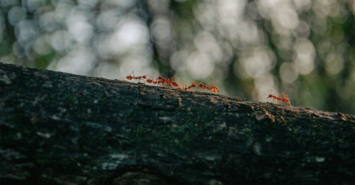 fila di formiche su albero