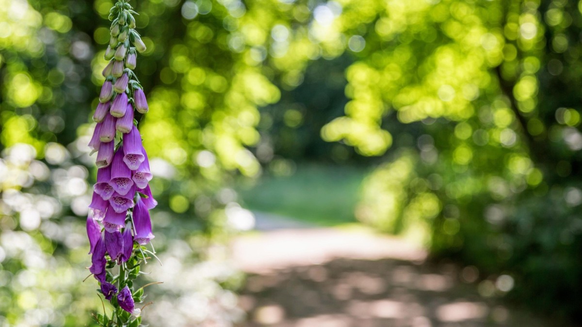 digitale pianta velenosa