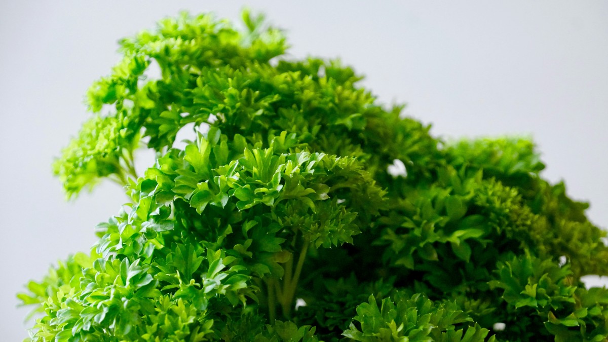 coltivare il prezzemolo in casa