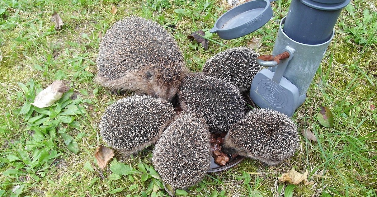 Una cucciolata di ricci con la loro madre