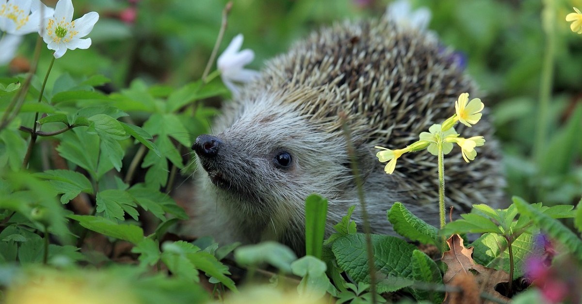Un riccio in un giardino