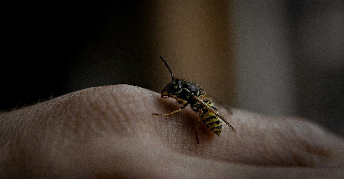 Un calabrone su una mano umana