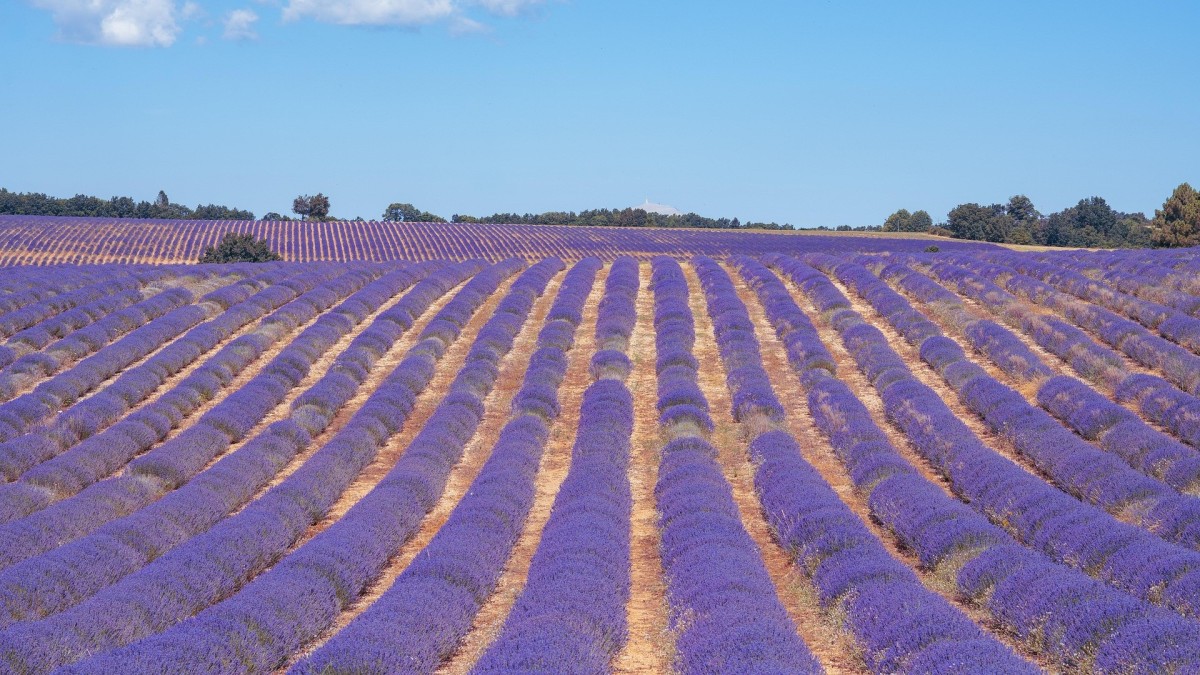 fioritura lavanda provenza